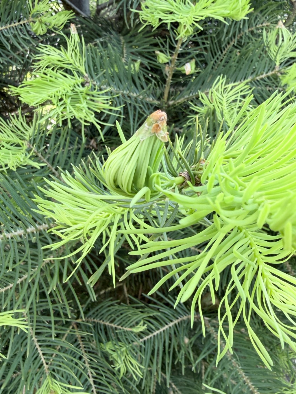 Unfurling: What Pine Candles, Bleeding Hearts, and Pressure Teach Us About&nbsp;Growth