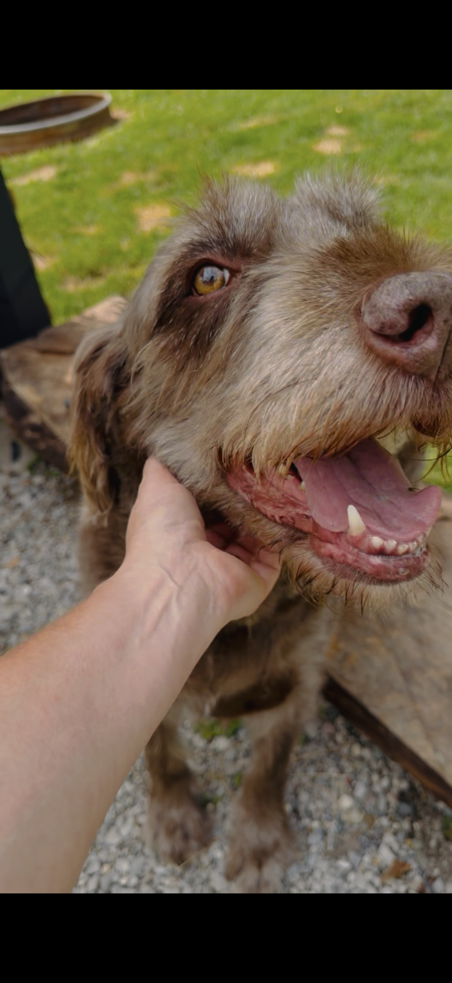 Teaching Old Dogs New Tricks